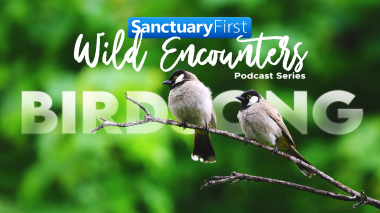 Wild Encounters: Birdsong