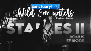 Wild Encounters: Stables II (Bonus Episode)