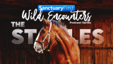 Wild Encounters: The Stables