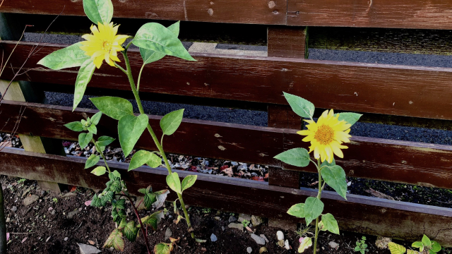 sunflowers_garden