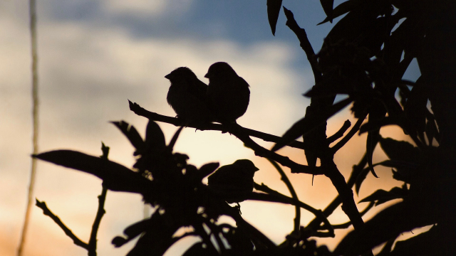 birds_tree_silhouette
