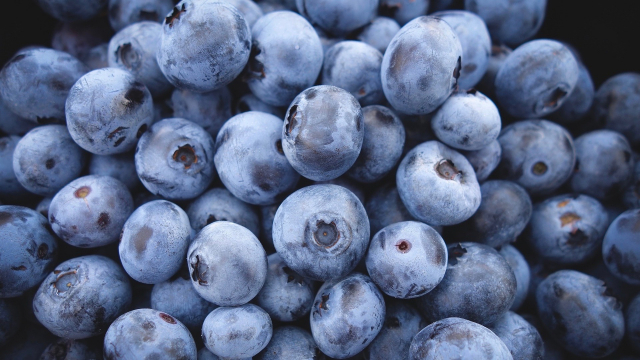 blueberries_close_up