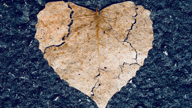 broken_heart_leaf