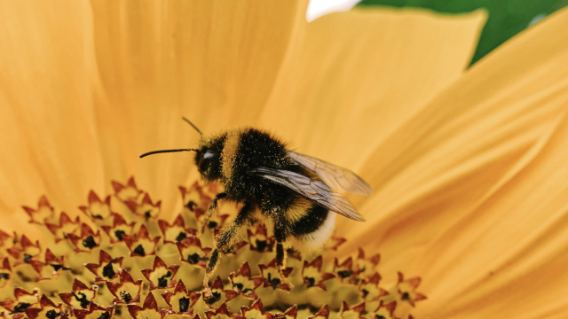 bumble_bee_flower_nature_unsplash