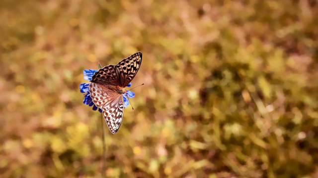 butterfly_flying_field