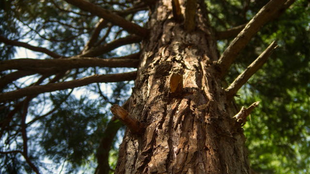 cedar_tree_looking_up