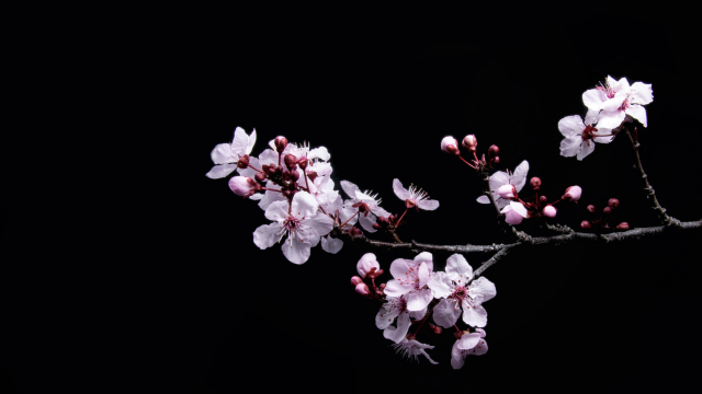 cherry_blossom_branch_tree_unsplash