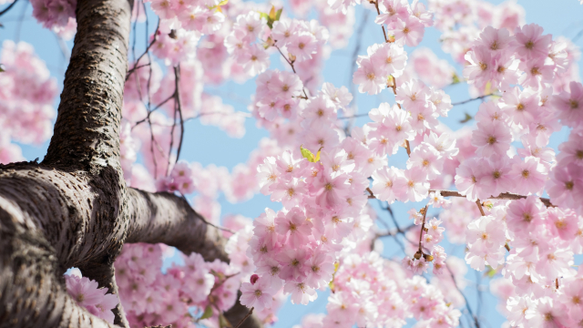 cherry_blossom_tree_spring_sky_unsplash