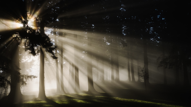 clearing_forest_sunlight_unsplash