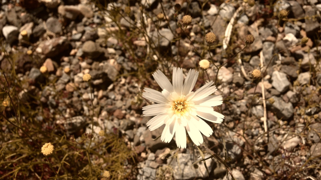 desert_flower_white