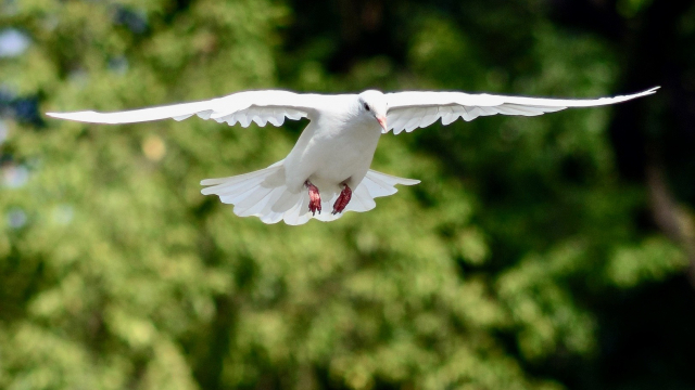 dove_outstretched_wings