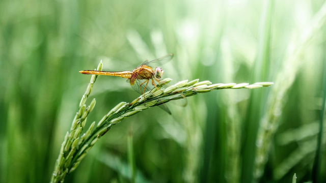 dragonfly_golden_wheat