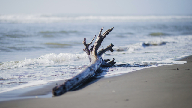 driftwood_beach_sea_unsplash