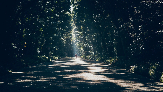forest_alone_road_light