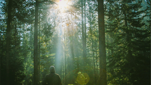 forest_man_sunlight