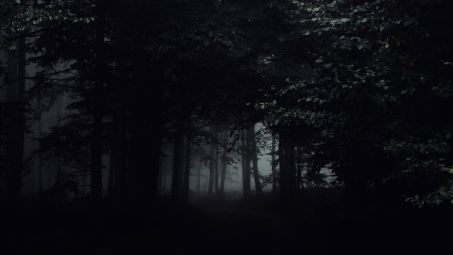 forest_mist