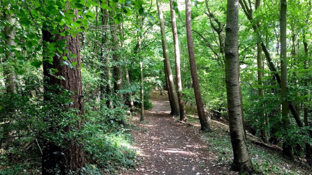 forest_nature_path