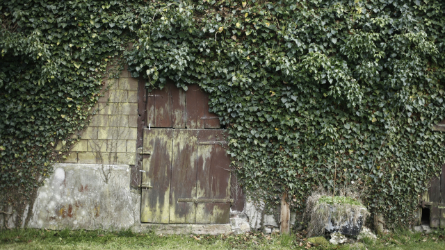 ivy_door_wall_unsplash