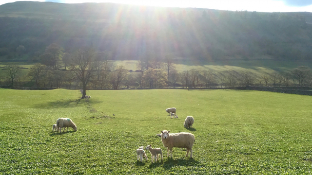 lambs_sheep_valley_sunlight
