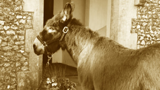old_donkey_picture