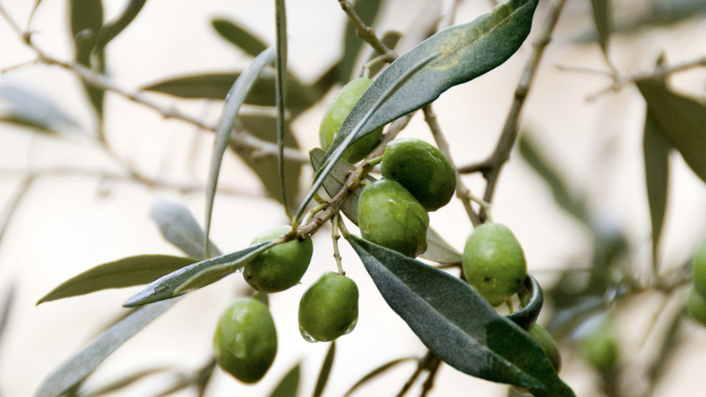 olive_branches_fruit_unsplash