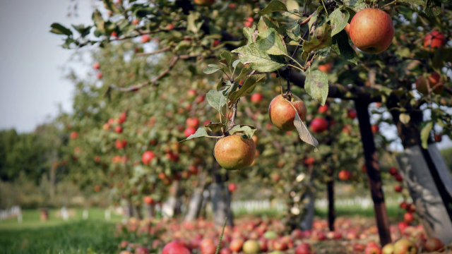 orchard_trees_apples_fruit_unsplash