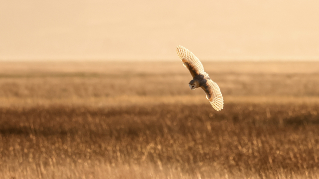 owl_field_flight_wings_unsplash