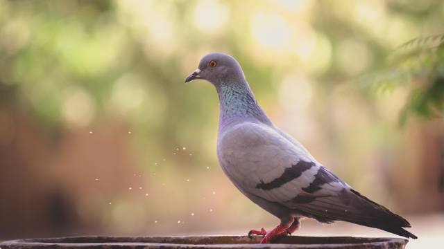 pigeon_dove_nature_unsplash
