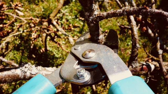 pruning_shears_branches