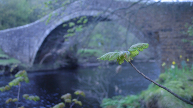 river_bridge_plant