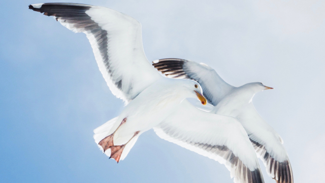 seagulls_flying_sky_unsplash