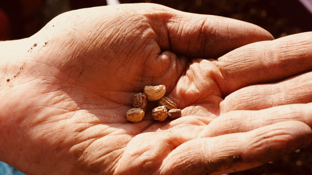 seeds_hand_farming