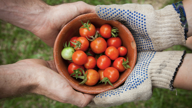 tomatoes_bowl_growing_gloves_unsplash