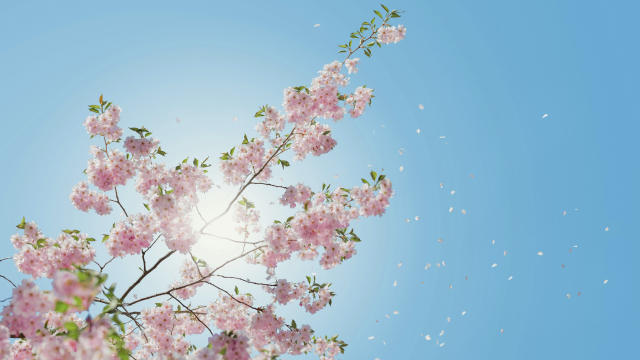 tree_blossom_blossoming_sky_unsplash