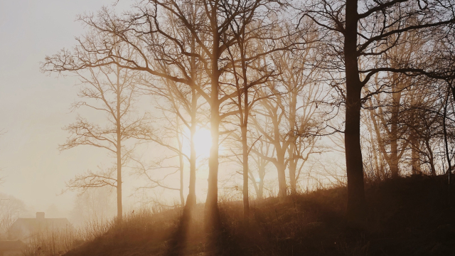 trees_sun_fog_unsplash