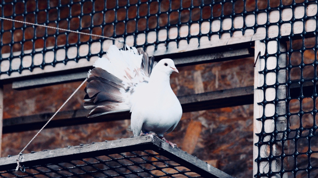 white_dove_cage