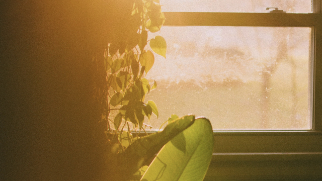 window_leaves_sunlight_unsplash