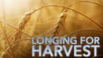 Longing for Harvest