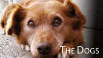 Even the dogs have more compassion
