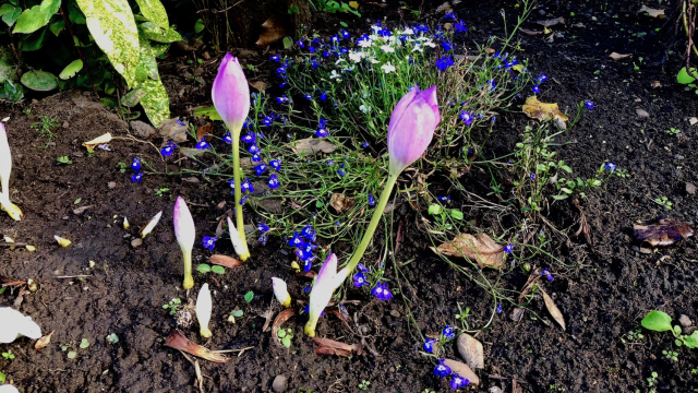 crocuses