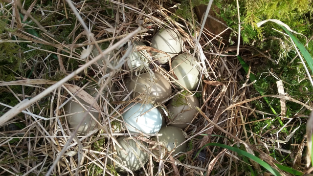 2. Pheasant Eggs