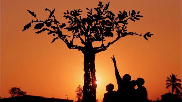 5_tree_life_mozambique_credit_christian_aid_david_rose