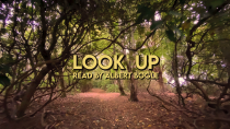 Look Up!