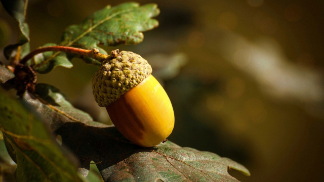 acorn_leaf_nature