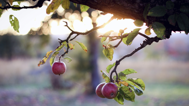 apple_tree_sunlight_unsplash