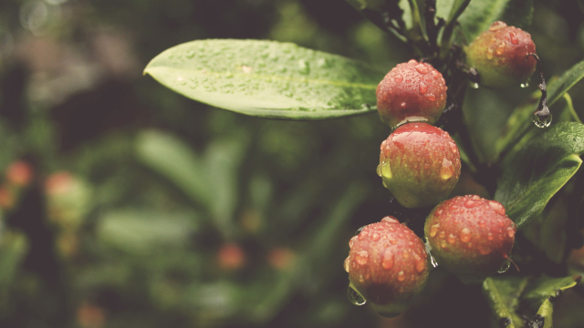 apples_rain_tree_orchard_unsplash