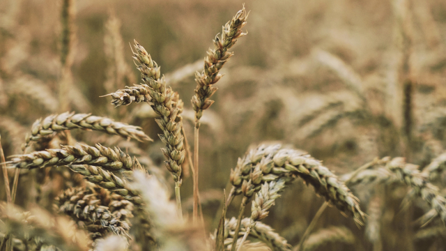 barley_field_crops_unsplash