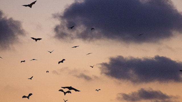 bats_clouds_night_unsplash