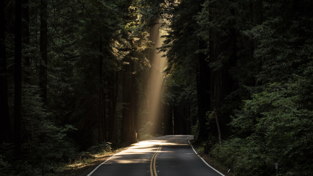 beam_sunlight_road_forest_unsplash