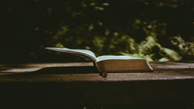 bible_forest_book_open_unsplash.jpg